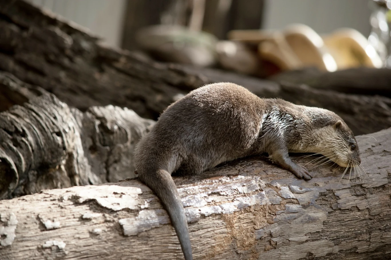 Wydra spacerująca po grubym pniu drzewa, otoczona naturalnym środowiskiem leśnym i rozproszonym światłem.