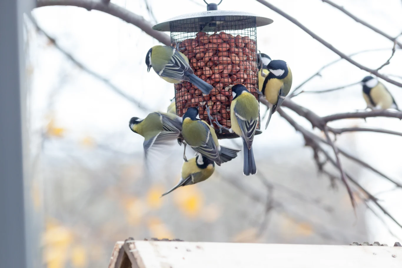 Bogatki objadają się w karmniku. Muszą jednak bardzo uważać Stado sikorek karmiących się orzechami umieszczonymi w metalowym karmniku zawieszonym na gałęzi drzewa, rozmyte tło z gałęziami i delikatnymi akcentami żółtych liści.