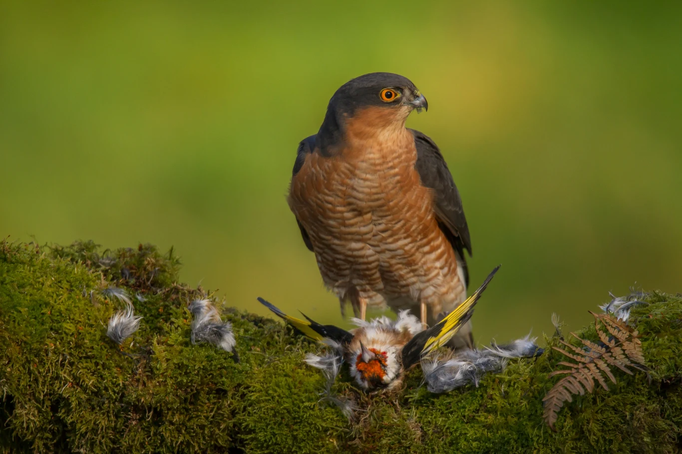 Krogulec poluje na małe ptaki. Tu schwytał szczygła Jastrząb stoi na zielonym mchu obok upolowanego ptaka, wokół rozrzucone są pióra ofiary, tło w odcieniach zieleni.