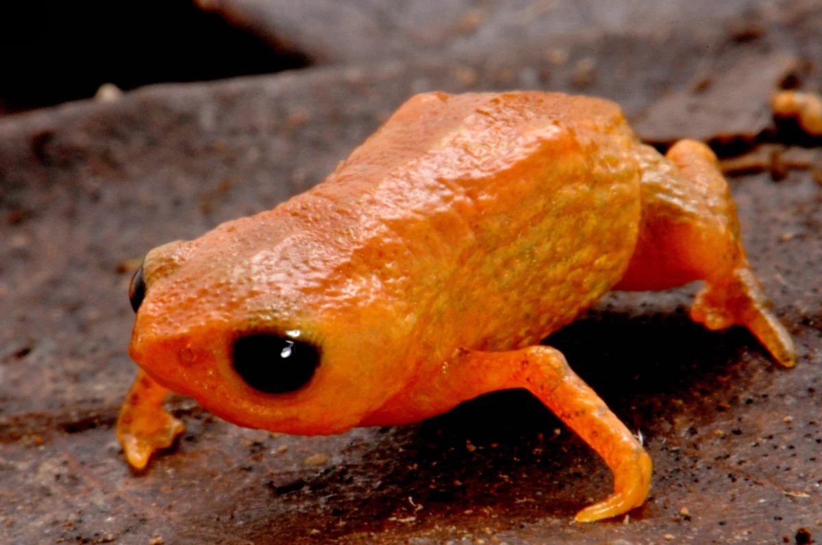 Mała pomarańczowa żaba z dużymi czarnymi oczami stoi na brązowym liściu, jej skóra wygląda na szorstką.