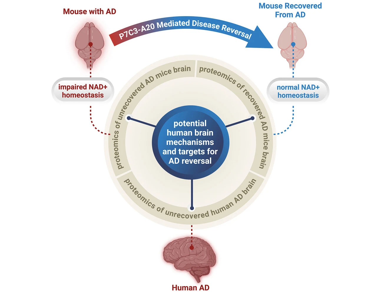 Schemat ilustrujący zależności między różnymi stanami mózgu myszy z chorobą Alzheimera, myszy po odzyskaniu zdrowia oraz człowieka z Alzheimerem. W centrum wykresu opisano potencjalne ludzkie mechanizmy i cele terapeutyczne odwrócenia choroby, a na obr...