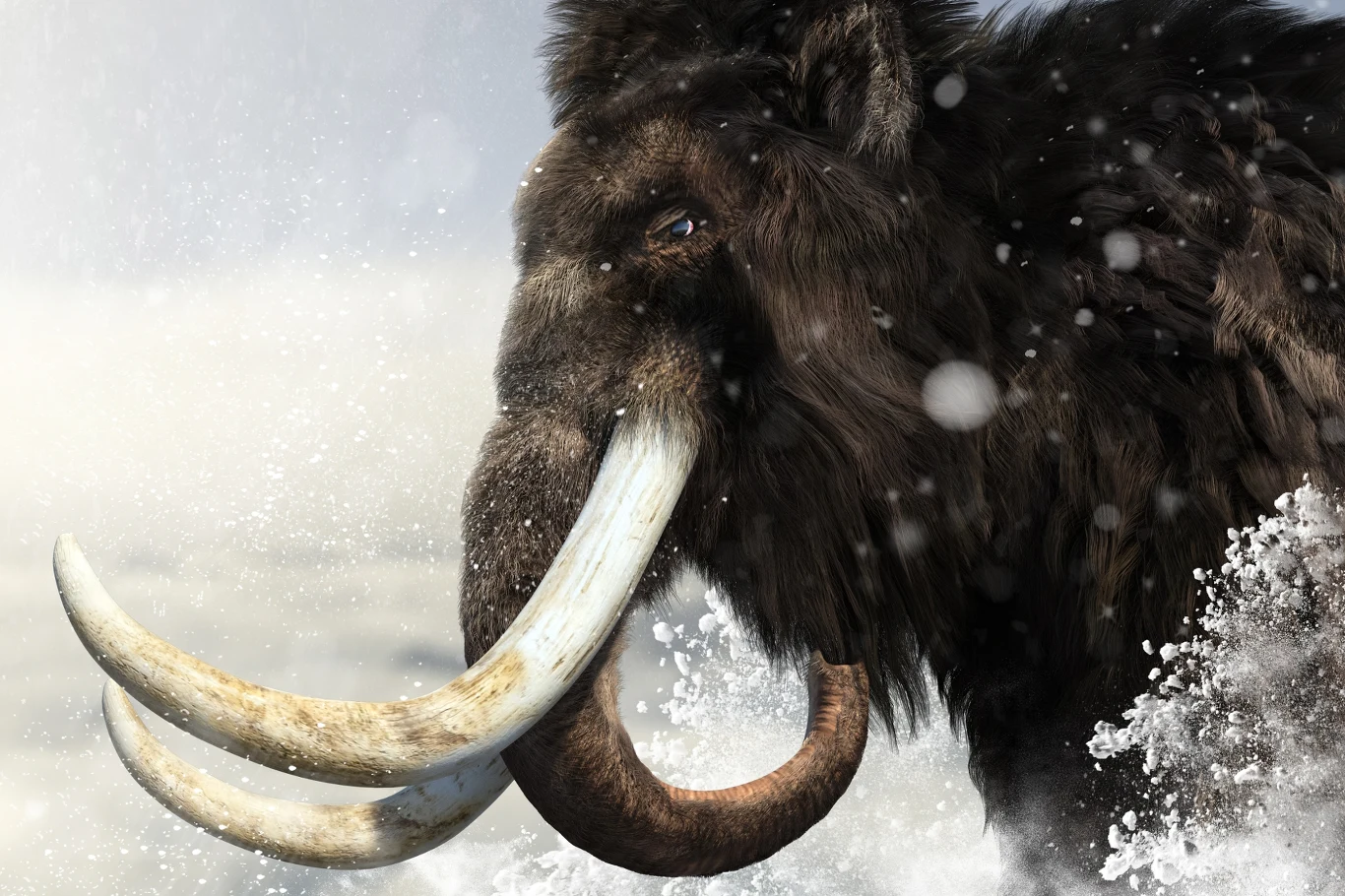 Włochaty mamut z długimi, zakrzywionymi kłami zanurza się w śniegu, a wokół rozpryskują się białe płatki.