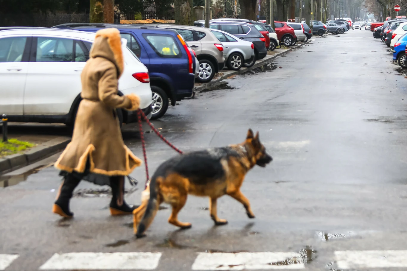 Czy wolno przekroczyć jezdnię poza przejściem dla pieszych? Kobieta w zimowym płaszczu z psem na smyczy przechodzi przez przejście dla pieszych obok zaparkowanych aut.