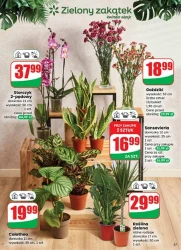 Вітаємо з Новим 2026 роком! - Діно!