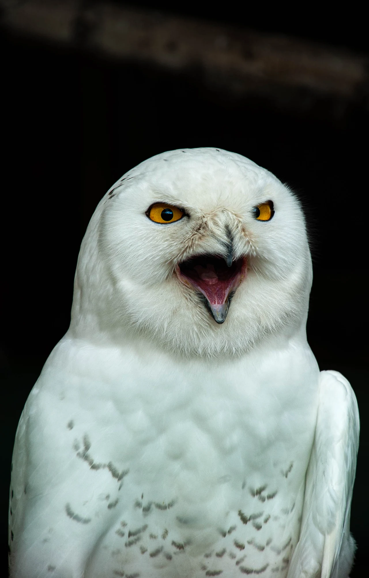 Sowa śnieżna z szeroko otwartym dziobem oraz żółtymi oczami, pierze białe z drobnymi szarymi plamkami, ciemne tło podkreśla ptaka.