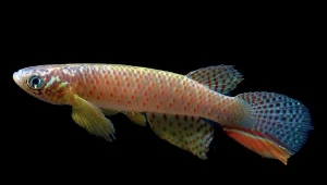 W odległym boliwijskim stawie odkryto populacje wielu gatunków ryby Moema