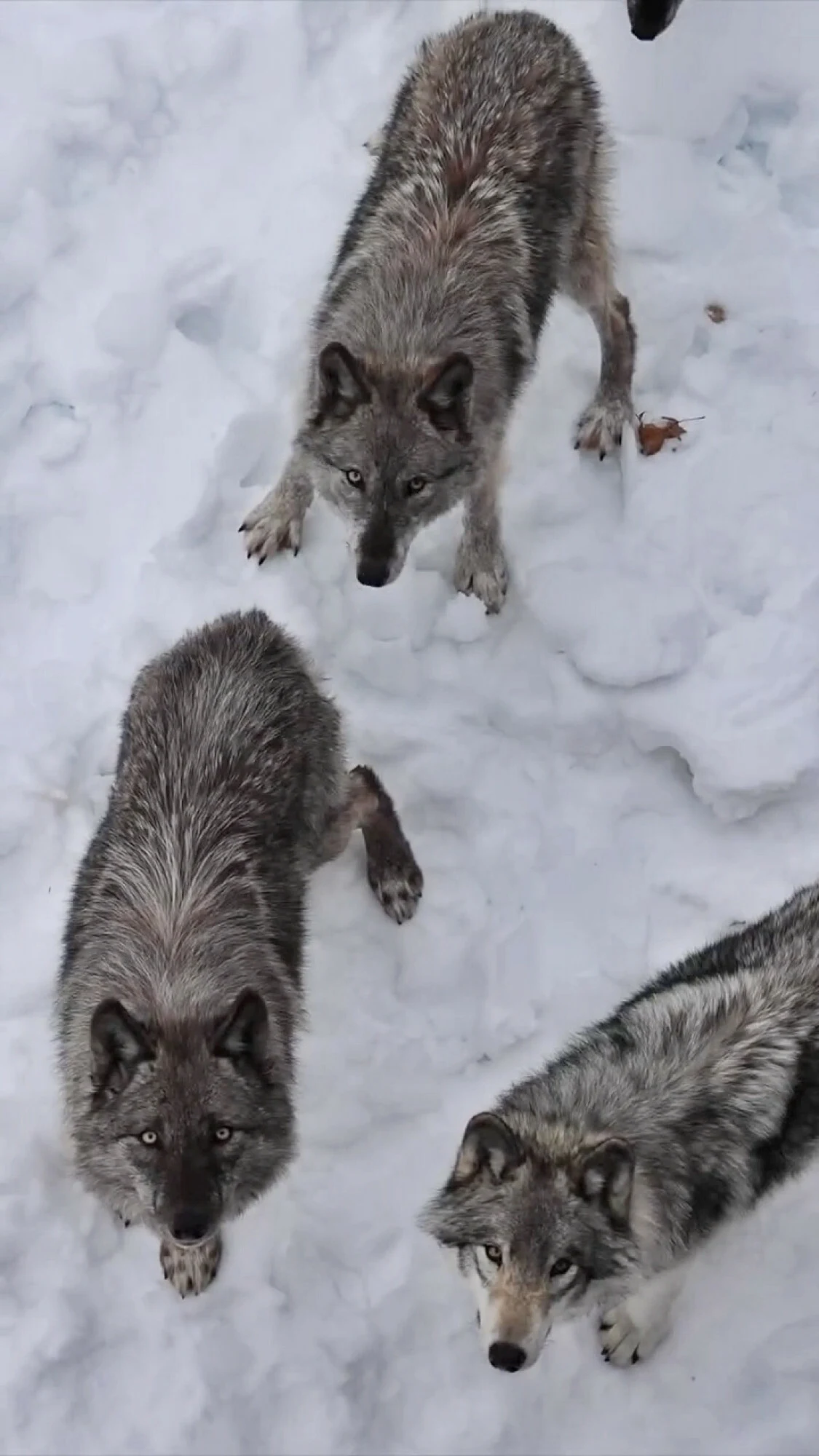 Trzy wilki o szarej sierści stoją blisko siebie na śniegu, patrzą w górę, ich sylwetki są wyraźnie widoczne na białym tle.