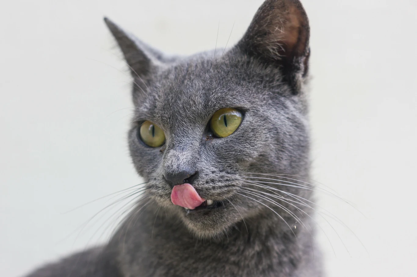 Korat to narodowa rasa Tajlandii Szary kot z zielonymi oczami liże nos różowym językiem na jasnym, neutralnym tle.