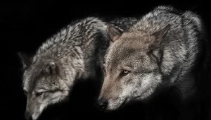 Wilki weszły w komitywę z ludźmi na innych zasadach niż myślimy