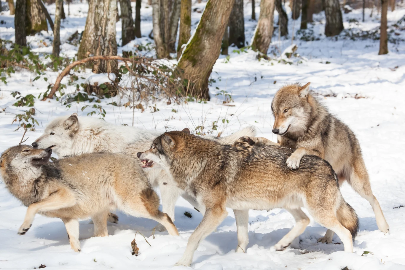 Wilki zgromadzone w lesie na ośnieżonym terenie, zaangażowane w interakcje społeczne, niektóre okazy wydają się rywalizować, dominować lub bawić się ze sobą, otoczenie stanowią drzewa i rozproszone krzewy.