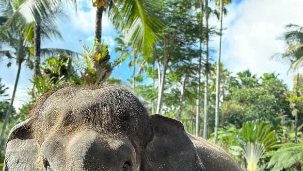Mężczyzna w okularach przeciwsłonecznych stoi obok dużego słonia w otoczeniu bujnej zieleni i wysokich palm, uśmiecha się i wykonuje znak pokoju ręką.