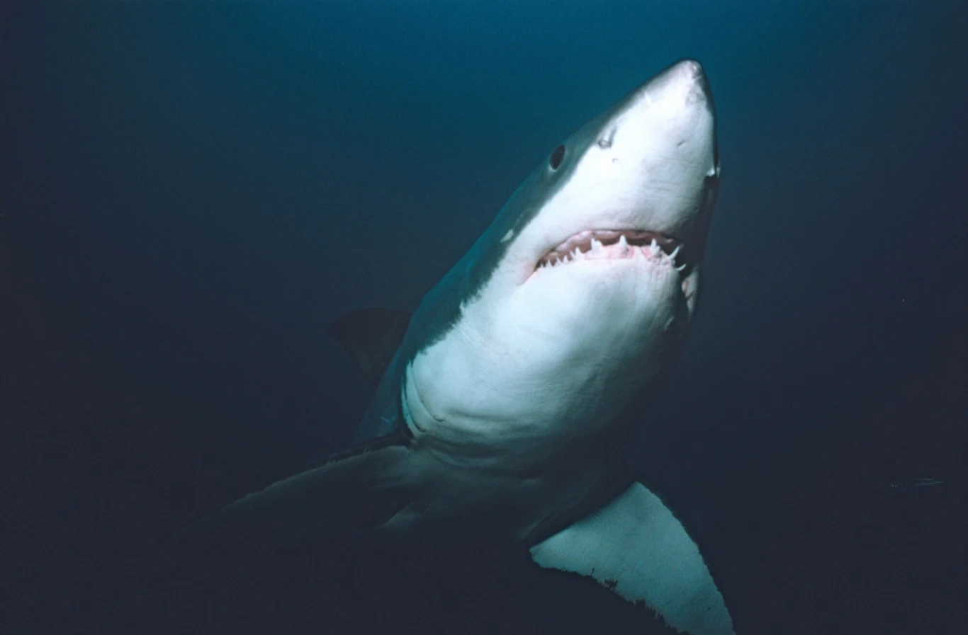 Żarłacz biały to jeden z największych rekinów drapieżnych Rekin pływający w ciemno-niebieskiej wodzie, z wyraźnie widocznymi zębami i charakterystyczną sylwetką drapieżnika. Głowa i szczęki rekina są mocno oświetlone, co podkreśla jego groźny wygląd.