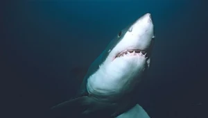 Żarłacz biały to jeden z największych rekinów drapieżnych