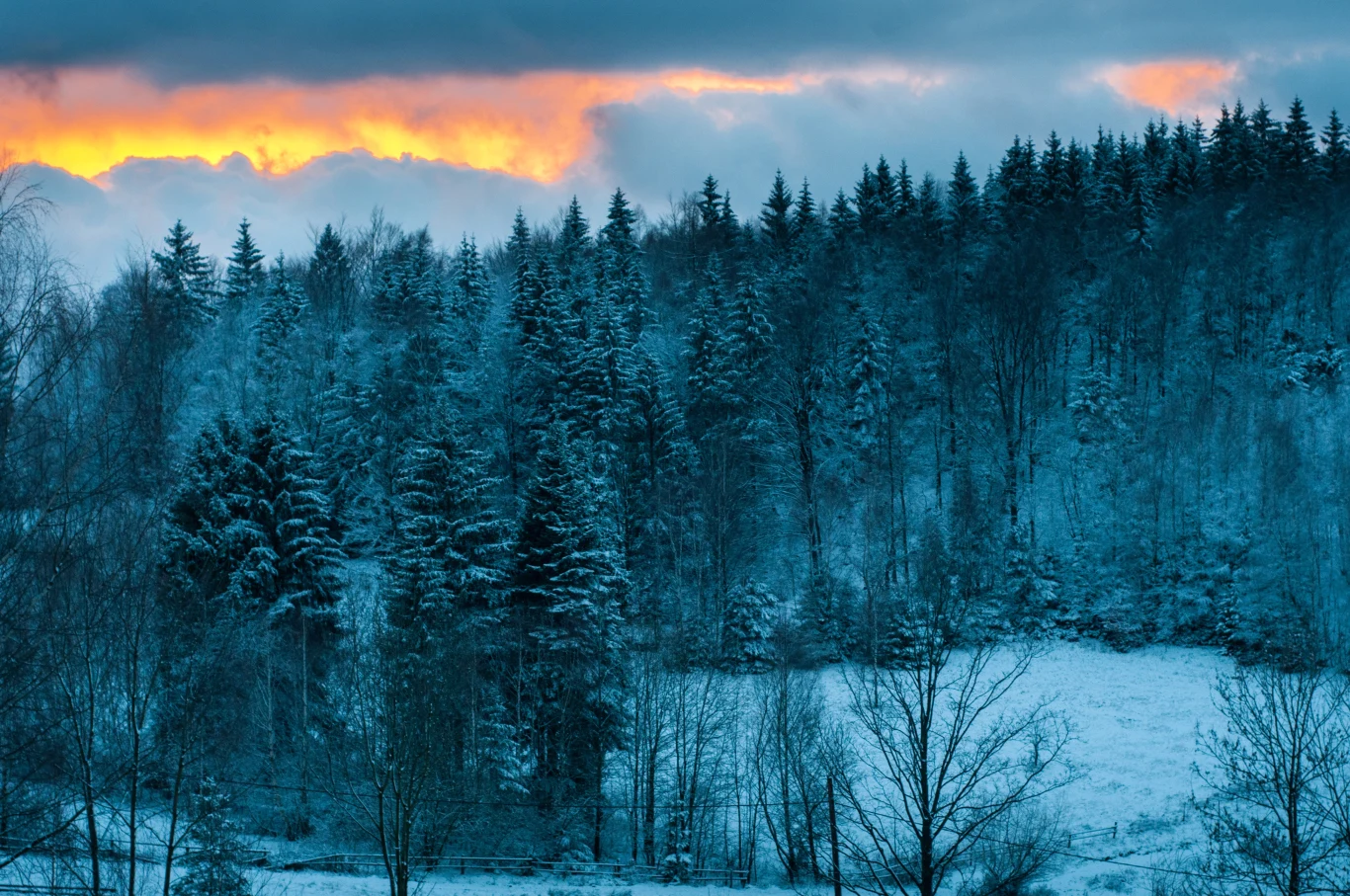 Świerkowy las pokryty śniegiem w zimowy poranek, z dramatycznym, pomarańczowym blaskiem wschodzącego słońca prześwitującym przez chmury nad linią drzew.