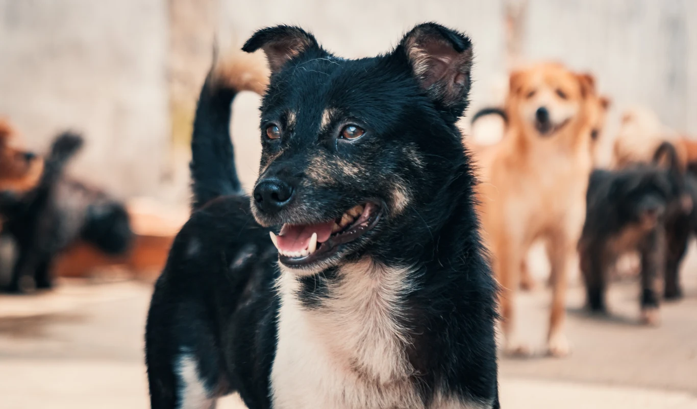 Dzikie sfory psów to wielki problem w Azji Czarny pies z białymi plamami stoi na pierwszym planie z otwartym pyskiem, w tle grupa innych psów, niewyraźnie widoczna, co sugeruje miejsce takie jak schronisko.