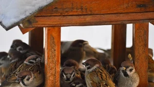 Wsyp do karmnika największy przysmak. Przyciągnie ptaki jak magnes