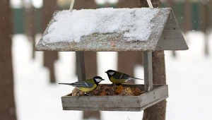 Jaki karmnik wybrać do ogrodu, a jaki na balkon?