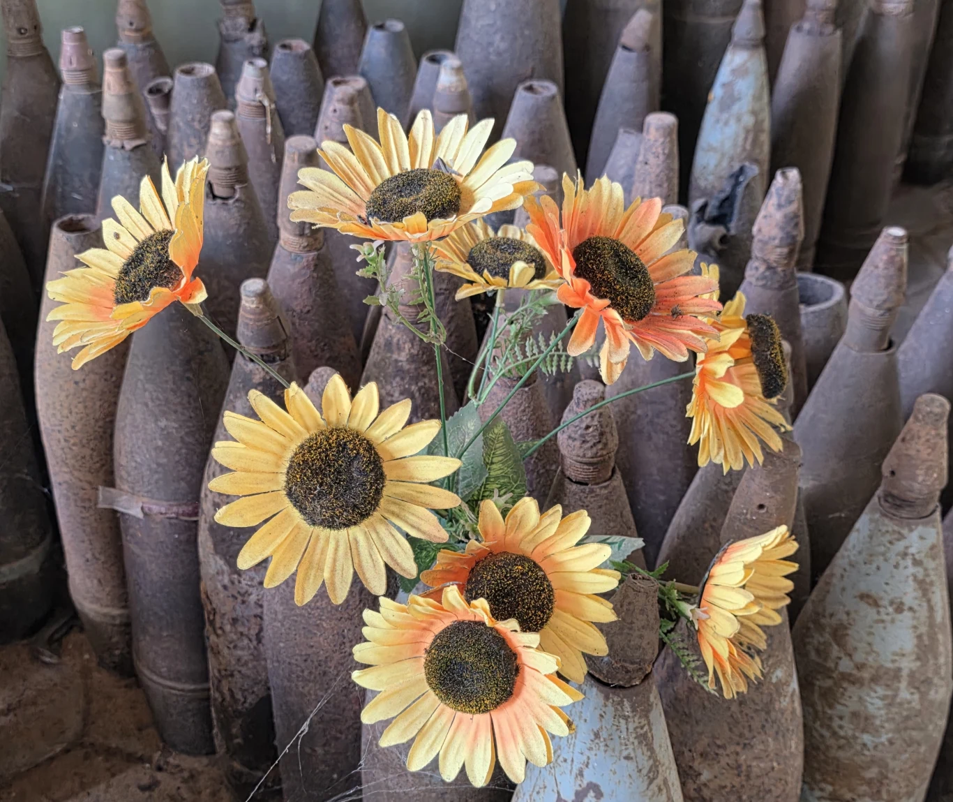 Bukiet sztucznych słoneczników ustawiony na tle licznych zardzewiałych pocisków artyleryjskich, kontrast między elementem kwiatowym a śladami konfliktu zbrojnego.