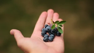 Co jedli pierwsi Europejczycy? Zdradza to ceramika sprzed tysięcy lat 