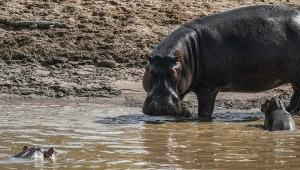 Hipopotamy trafiły do Kolumbii pod koniec lat 70. XX w.