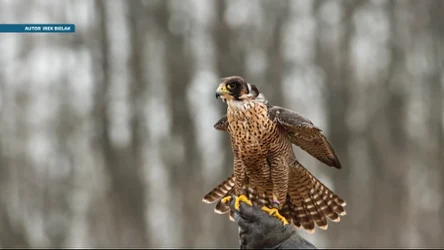 Czysta Polska - odcinek 244