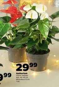 Рослина в горщику