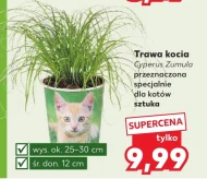 Котяча м'ята Ok.