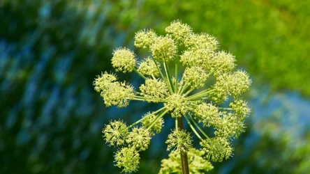 Niektórzy biorą tę roślinę za chwast - to błąd