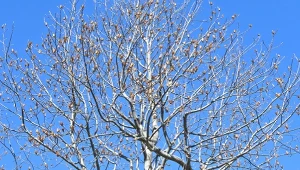 W tym roku posadzę zamiast magnolii. Jest równie piękny i mniej wymagający