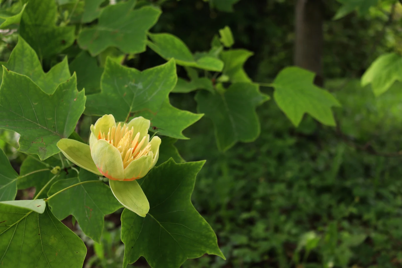 Tulipanowiec amerykański, z uwagi na efektowne kwiaty, może być wspaniałą ozdobą ogrodu. 