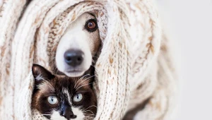 Dlaczego psy i koty boją się fajerwerków?