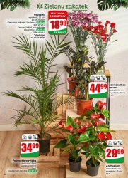 Szczęśliwego Nowego Roku - Dino