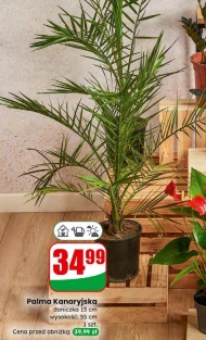 Рослина в горщику Palma