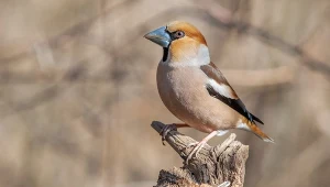 Grubodziób - przystojniak w karmniku. Tak zwabisz go do ogrodu