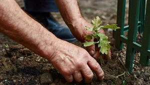 To drzewo przyciąga pioruny. Lepiej nie sadź go obok domu