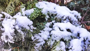 Pilnuj swego "parawanu" zimą. Szczelnie osłoni cię przed sąsiadami