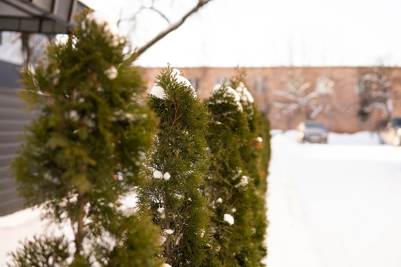 Szpaler zielonych tui pokrytych śniegiem, ustawionych wzdłuż ogrodzenia w zimowej scenerii. W tle rozmyte sylwetki budynku i samochodu stojącego na pokrytej śniegiem ulicy.