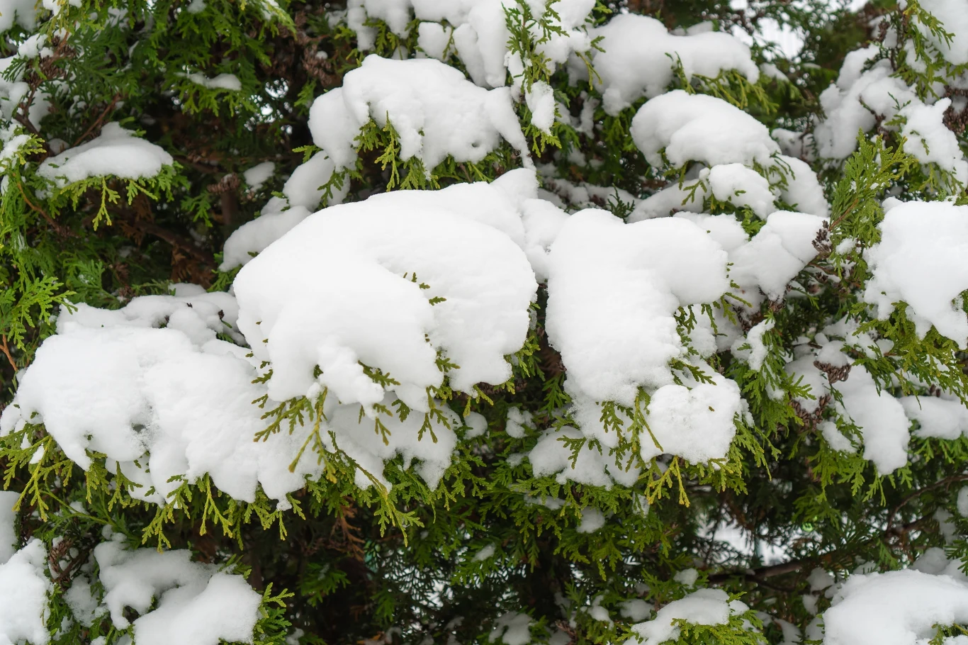 Gałęzie drzewa iglastego całkowicie pokryte świeżym, puszystym śniegiem, kontrastujące zielone igły z białym puchem zimowym.