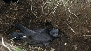 Nawałnika dużego znaleziono na ławce w Krynicy Morskiej