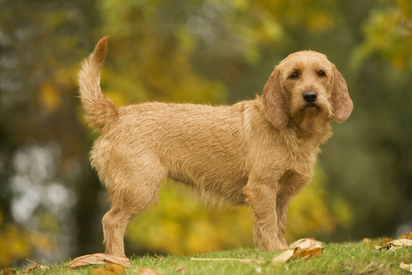 Jasnobrązowy pies rasy basset fauve de bretagne stoi na trawie wśród opadłych liści na tle rozmytych żółto-zielonych drzew.