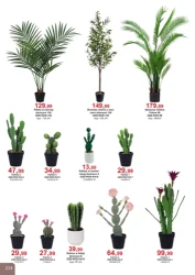 Super rabaty  - Bodzio