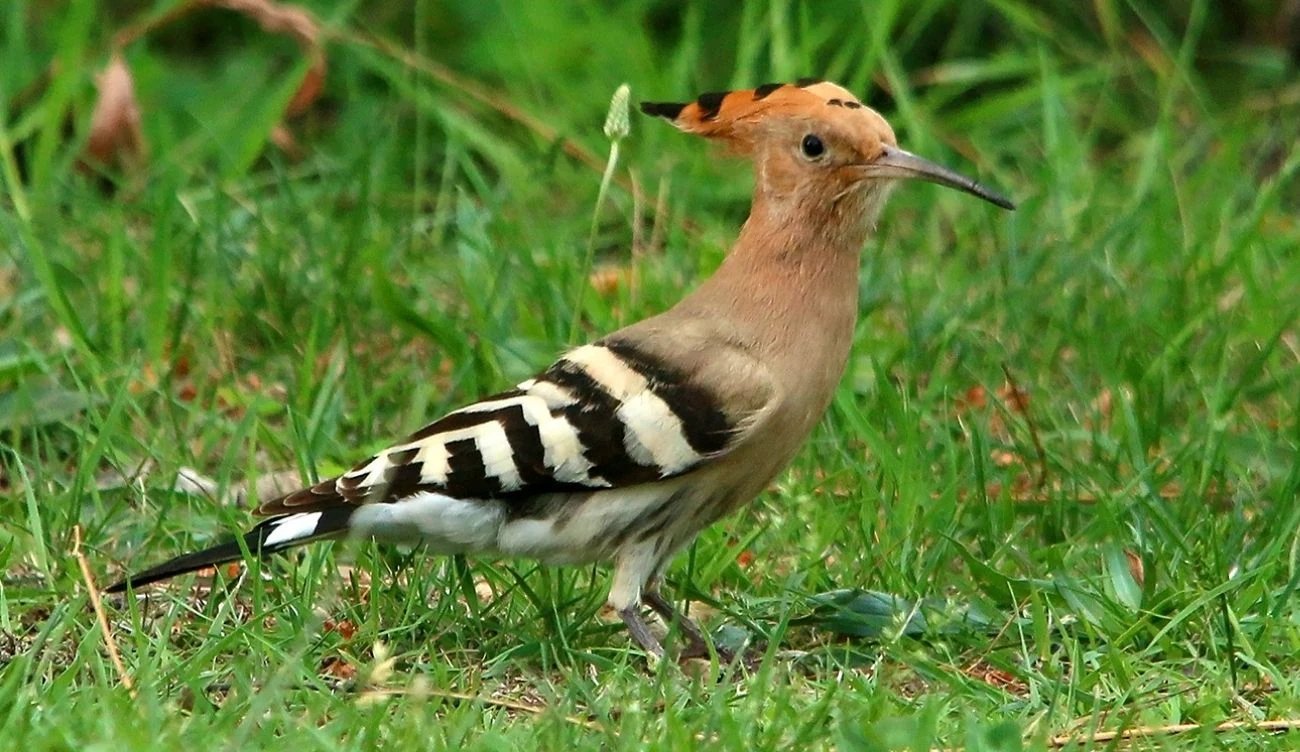 Kolorowy dudek jest Ptakiem Roku 2026 Kolorowy dudek jest Ptakiem Roku 2026