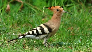 W Polsce jest ich coraz więcej. Dudek Ptakiem Roku 2026