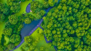 W Chinach od lat 70. powstaje wielki zielony mur. Okazuje się, że ekspansja lasów zmieniła cykl hydrologiczny kraju