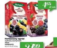 Czarna porzeczka Herbapol