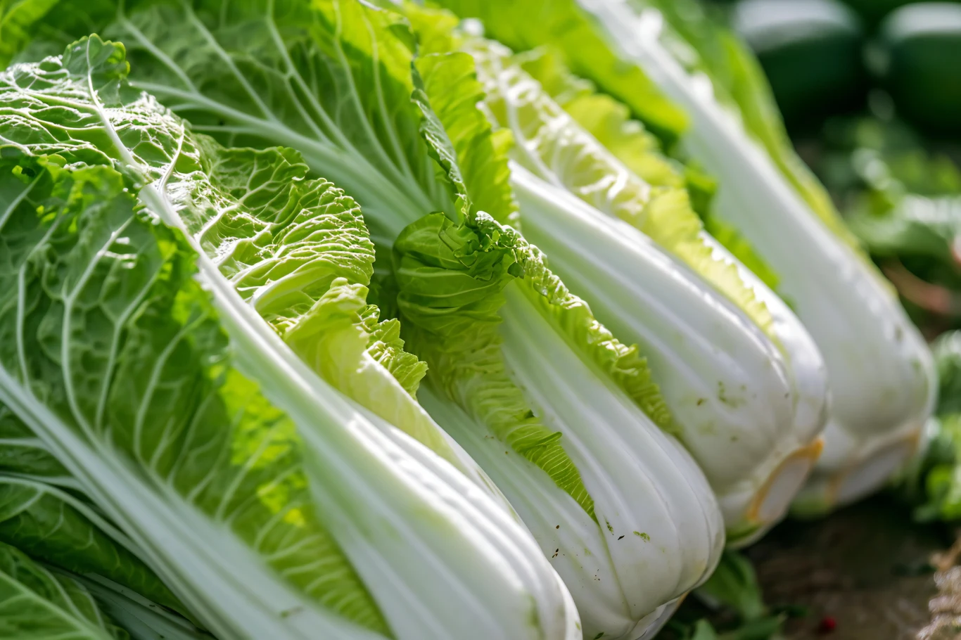 Soczyste główki kapusty pekińskiej o jasnozielonych i białych liściach leżą ułożone jedna obok drugiej, świeżo zebrane z pola.