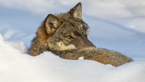 Nowe technologie pozwalają lepiej badać populacje wilków