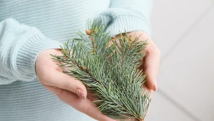 Twoja choinka się sypie? Do tego wykorzystasz igliwie