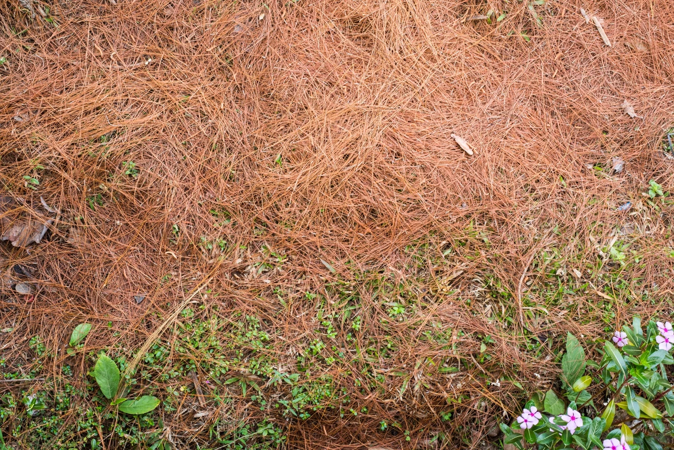 Igliwie tworzy naturalną ściółkę. 