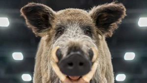 Dziki to dzicy przodkowie domowych świń